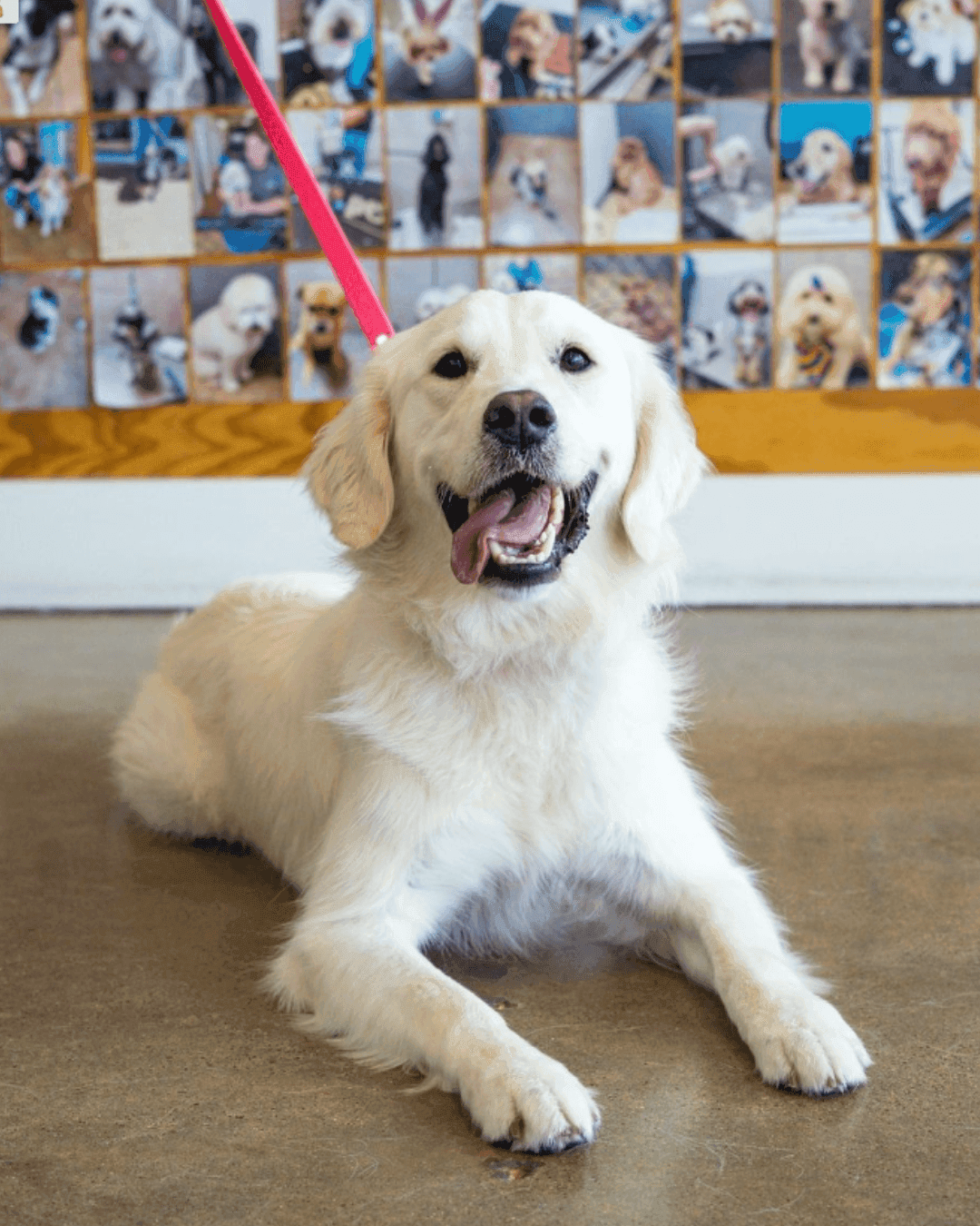 petbar case study — golden retriever at grooming salon